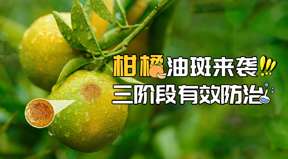 司普沃淺談柑橘油斑病的(de)田間(jiān)症狀、誘發原因及預防措施