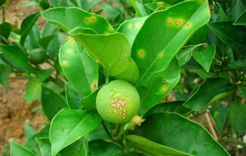 司普沃淺談臍橙炭疽病的(de)危害症狀及防治措施