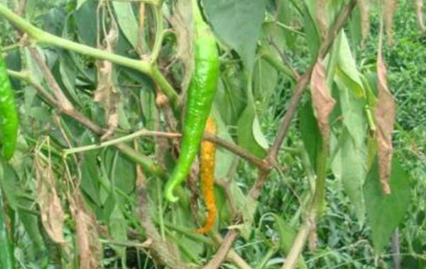 辣椒青枯病有(yǒu)哪些(xiē)危害？又(yòu)當如(rú)何防治？司普沃為(wèi)您解答(dá)