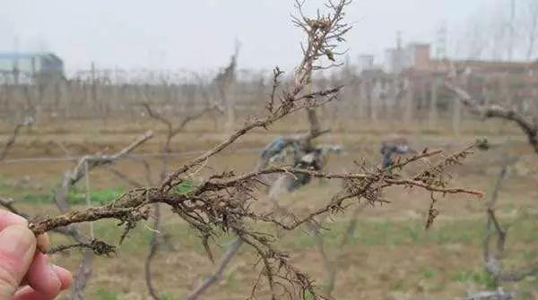 葡萄根朽病及其防治技(jì)術(shù)