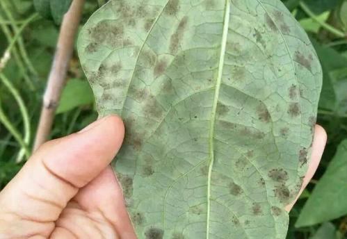 司普沃淺談豆角葉黴病的(de)為(wèi)害症狀、發生(shēng)原因及防治措施