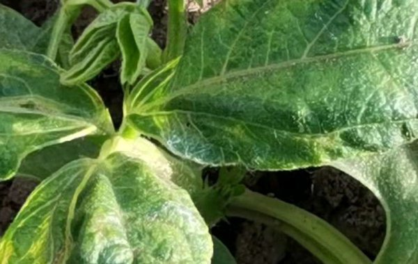 司普沃淺談豇豆病毒病的(de)症狀及防治方法