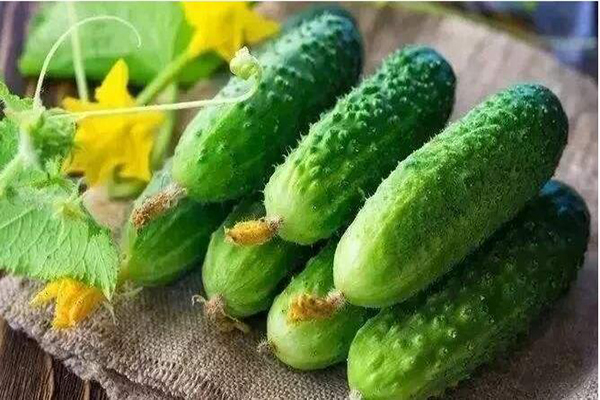 想要(yào)黃(huáng)瓜優質生(shēng)長(cháng)，需要(yào)考慮哪些(xiē)因素，與司普沃一(yī)起討(tǎo)論討(tǎo)論