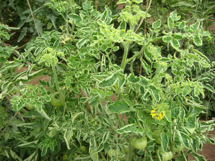 西(xī)紅(hóng)柿卷葉是(shì)什(shén)麽原因？應該怎樣防治？與司普沃一(yī)起來(lái)看(kàn)看(kàn)