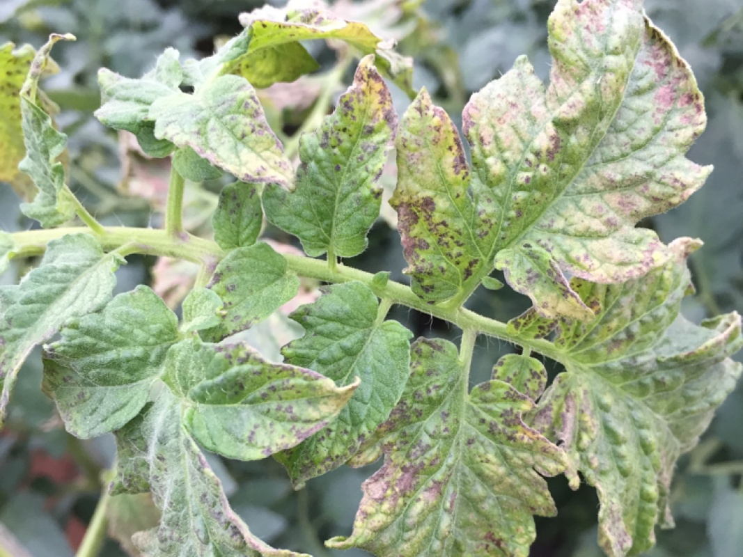 1632106445388827.png 圖片1.png