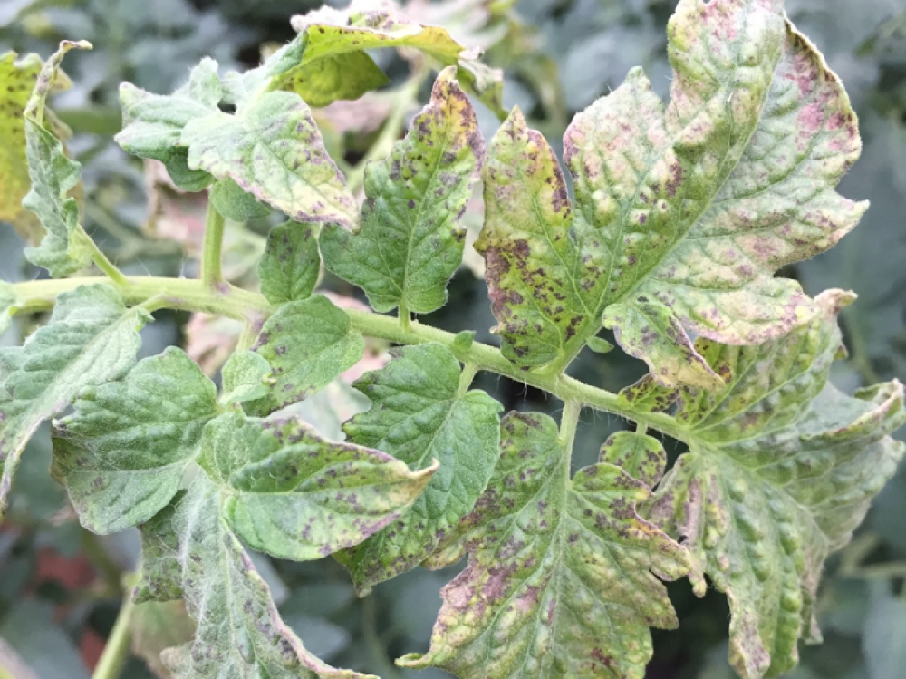 司普沃淺談西(xī)紅(hóng)柿斑枯病發病規律及防治技(jì)術(shù)