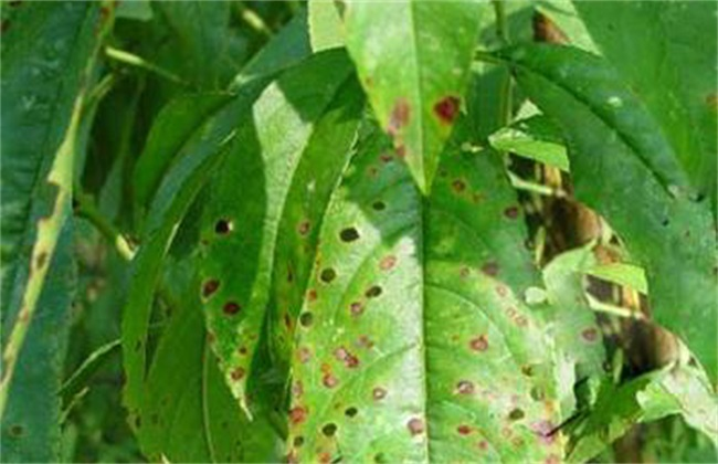 司普沃淺談桃樹(shù)炭疽病的(de)症狀、病原、發生(shēng)規律及防治措施