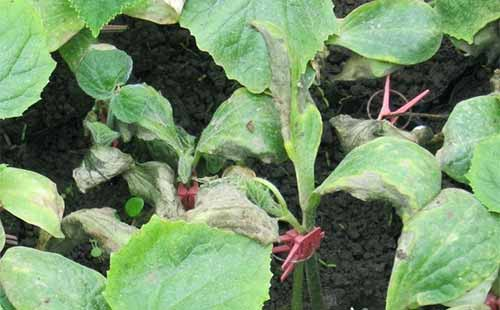 司普沃淺談茄子(zǐ)早疫病的(de)發生(shēng)症狀、發病規律及綜合防治措施