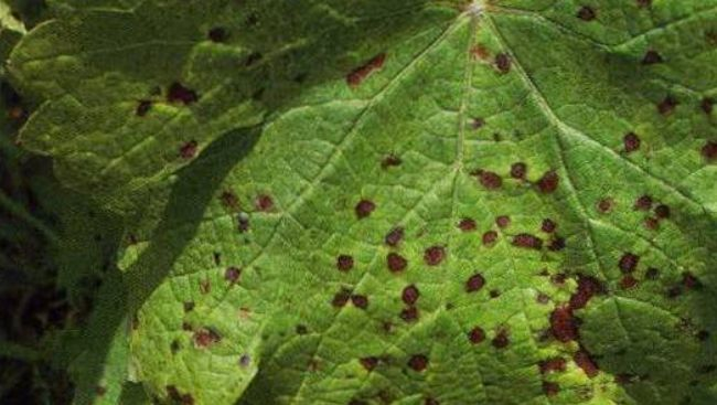 司普沃淺談葡萄大(dà)褐斑病的(de)危害與防治技(jì)術(shù)