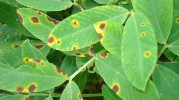 司普沃淺談猕猴桃褐斑病發病規律及防治技(jì)術(shù)