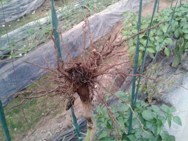 司普沃淺談辣椒根腐病常用(yòng)的(de)三種防治措施