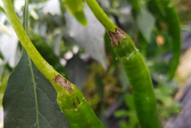 司普沃淺談線椒炭蛆病防治技(jì)術(shù)與管理(lǐ)