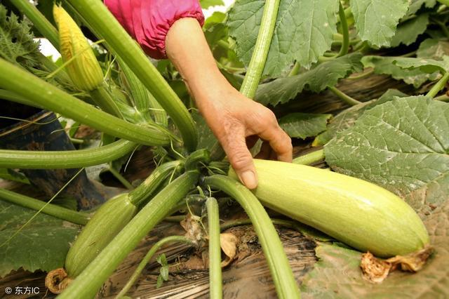 西(xī)葫蘆炭疽病如(rú)何防治？司普沃教您一(yī)招輕松解決