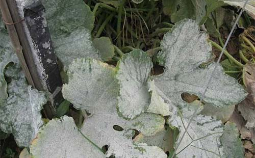 司普沃淺談西(xī)葫蘆白(bái)粉病防治技(jì)術(shù)與管理(lǐ)