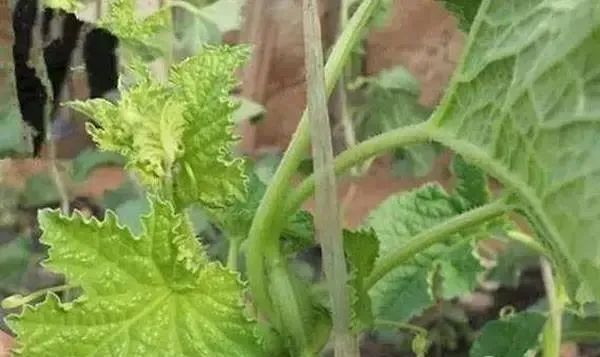 蔬菜缺硼如(rú)何進行(xíng)補救？司普沃告訴您