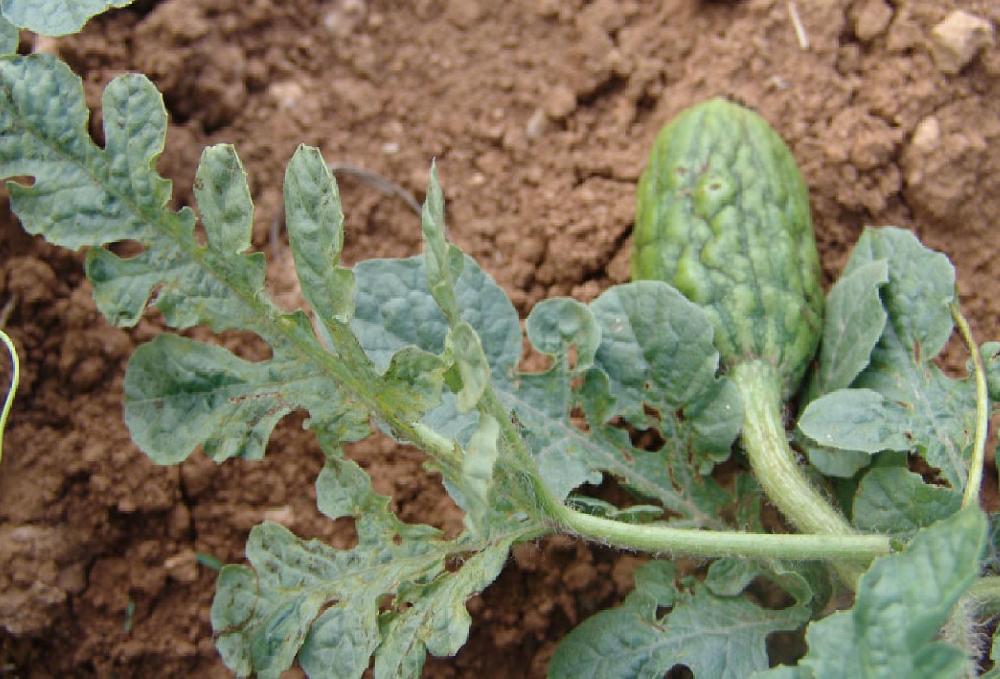 司普沃淺談辣椒根腐病常用(yòng)的(de)三種防治措施