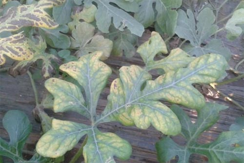 司普沃淺談西(xī)瓜缺素症防治技(jì)術(shù)與管理(lǐ)