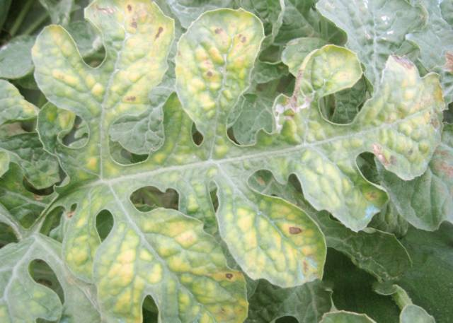 司普沃教您一(yī)招輕松解決西(xī)瓜缺硼症