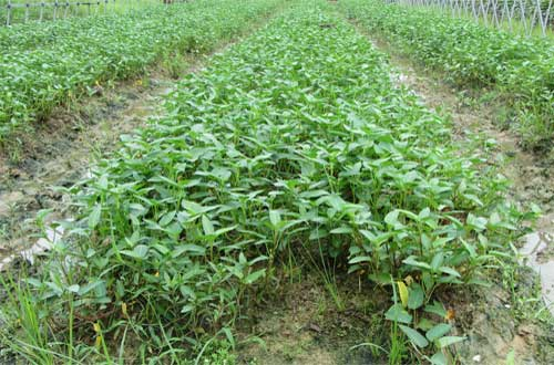 司普沃淺談空(kōng)心菜炭疽病的(de)危害症狀、發病原因及防控措施