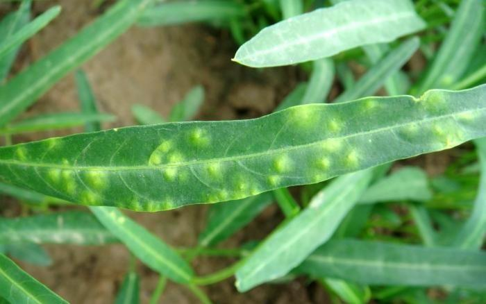 司普沃淺談空(kōng)心菜白(bái)鏽病的(de)症狀、病原、發生(shēng)規律及防治技(jì)術(shù)