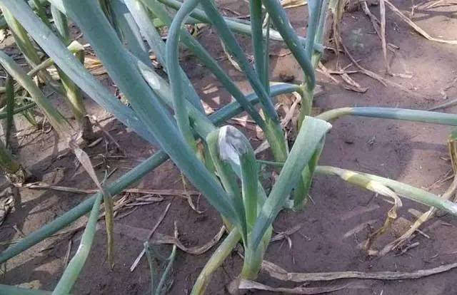 司普沃淺談大(dà)蔥病毒病的(de)發病規律及防治方法