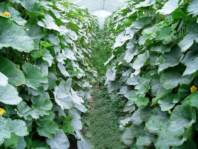 南(nán)瓜得(de)了(le)白(bái)粉病怎麽辦？别著(zhe)急司普沃來(lái)解決