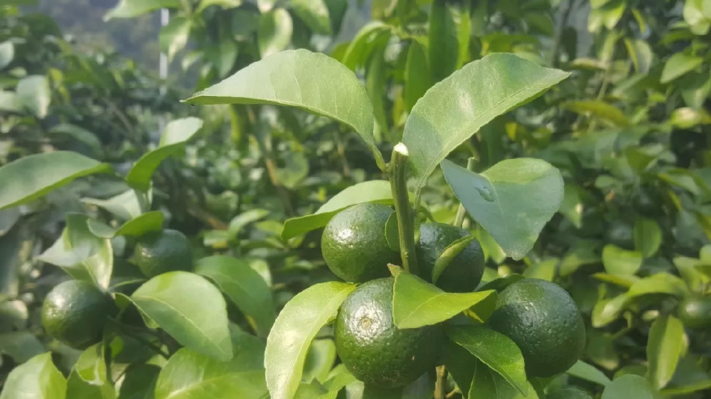 砂糖橘秋梢竟不(bù)老(lǎo)熟！這(zhè)危害夠受嗎(ma)？司普沃來(lái)幫您