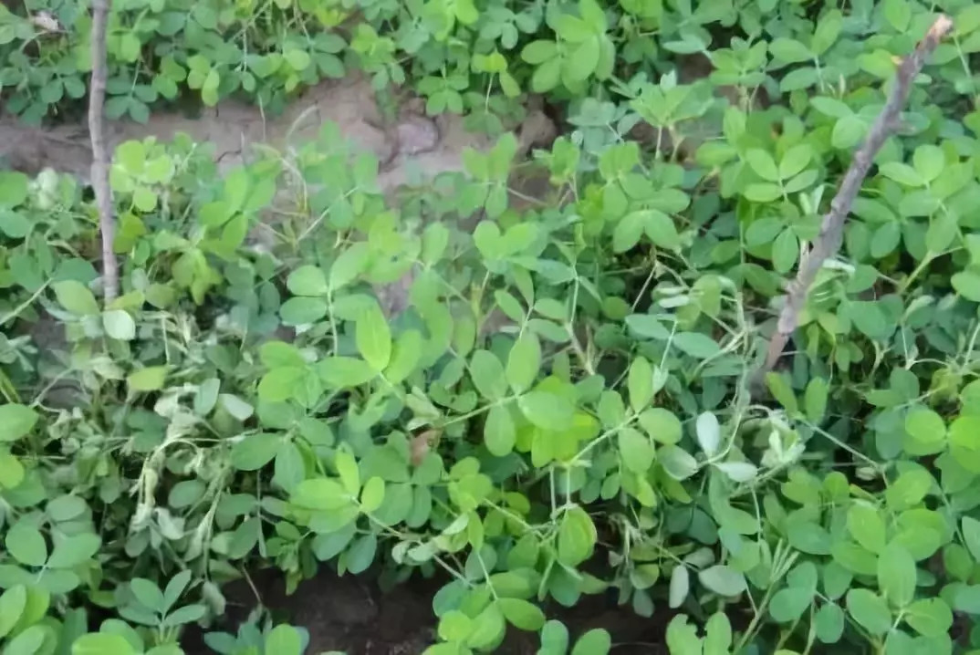 1633674937183605.png 圖片2.png