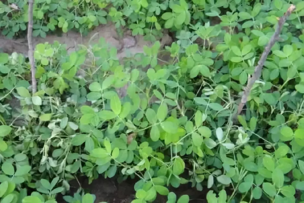 花(huā)生(shēng)青枯病嚴重化(huà)怎麽辦？别急，司普沃為(wèi)您解答(dá)