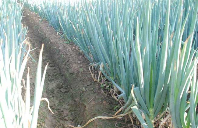 大(dà)蔥霜黴病的(de)症狀是(shì)什(shén)麽？如(rú)何防治大(dà)蔥霜黴病？ 司普沃給出了(le)答(dá)案。