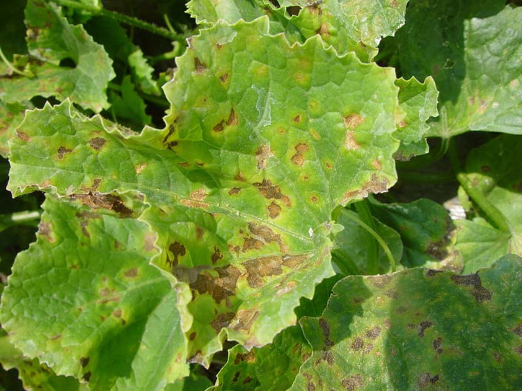 哈密瓜細菌性葉斑病如(rú)何防治？司普沃為(wèi)您解答(dá)