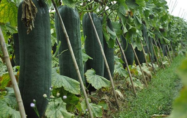 司普沃淺談冬瓜炭蛆病防治技(jì)術(shù)與管理(lǐ)