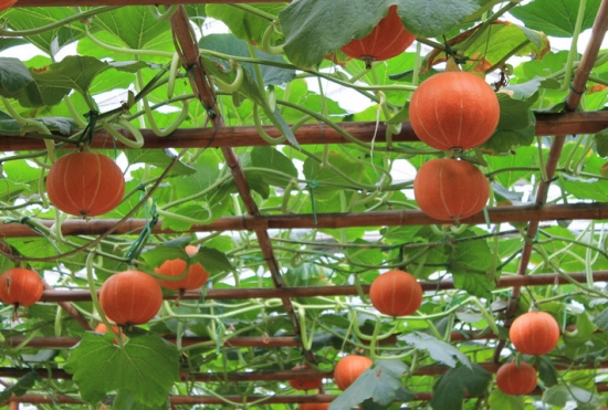 想要(yào)南(nán)瓜長(cháng)得(de)好(hǎo)，施肥這(zhè)點要(yào)知(zhī)道(dào)