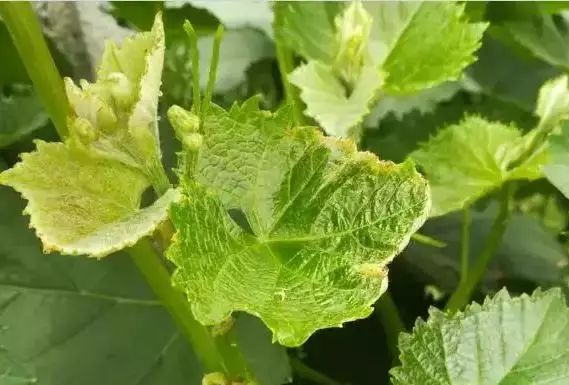 司普沃為(wèi)您科(kē)普葡萄缺鈣如(rú)何安全高(gāo)效的(de)補充