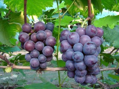司普沃淺談巨峰葡萄種植技(jì)術(shù)與管理(lǐ)