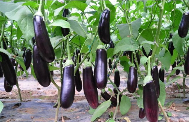 大(dà)棚茄子(zǐ)畝産4萬斤，是(shì)怎麽做(zuò)到(dào)的(de)呢(ne)？來(lái)看(kàn)司普沃有(yǒu)什(shén)麽好(hǎo)方法