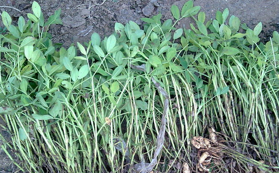 司普沃淺談花(huā)生(shēng)叢枝病發生(shēng)條件(jiàn)及規律防治