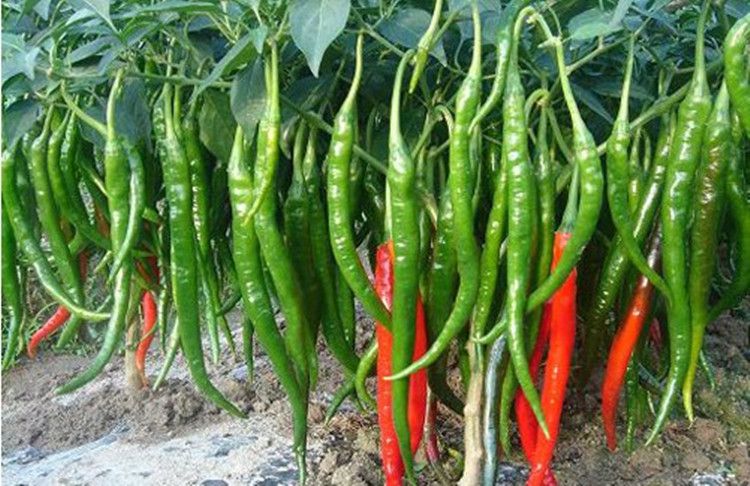 溫室大(dà)棚辣椒出現(xiàn)死棵，趕快(kuài)找原因和(hé)方法！司普沃幫您減少(shǎo)損失
