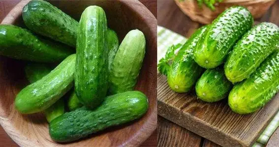 黃(huáng)瓜秧子(zǐ)細需要(yào)施用(yòng)什(shén)麽肥？如(rú)何施用(yòng)？司普沃為(wèi)您解答(dá)