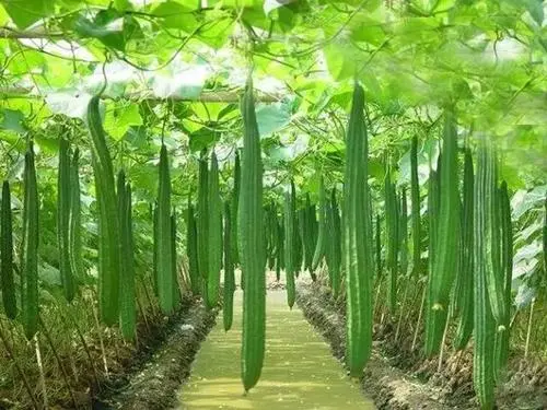 司普沃淺談絲瓜病毒病發病原因及防治技(jì)術(shù)