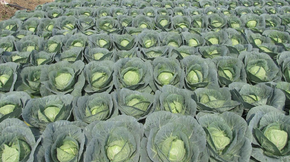 司普沃淺談甘藍(lán)霜黴病防治技(jì)術(shù)與管理(lǐ)