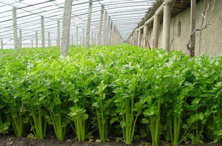 芹菜得(de)了(le)斑枯病，别急，司普沃為(wèi)您解答(dá)