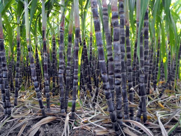 司普沃淺談甘蔗黃(huáng)斑病防治技(jì)術(shù)與管理(lǐ)