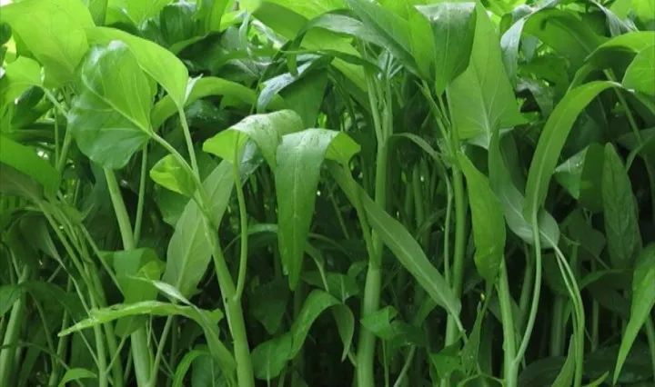 空(kōng)心菜炭蛆病有(yǒu)哪些(xiē)症狀？應當如(rú)何防治？下(xià)面司普沃為(wèi)您解答(dá)