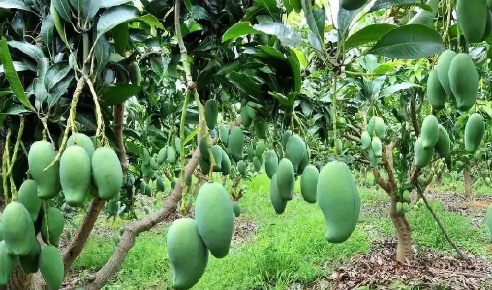 司普沃淺談芒果施肥技(jì)術(shù)與管理(lǐ)