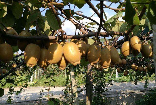 降溫後，需加強對(duì)火(huǒ)龍果的(de)管理(lǐ)，速看(kàn)司普沃這(zhè)篇文(wén)章(zhāng)