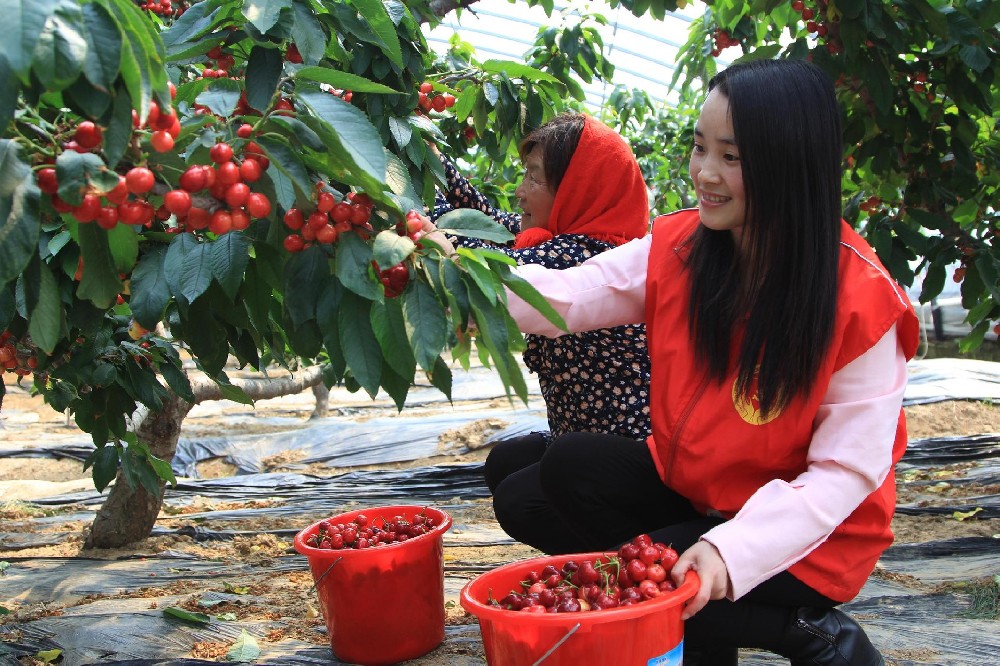 司普沃淺談櫻桃細菌性穿孔病防治技(jì)術(shù)及發病規律
