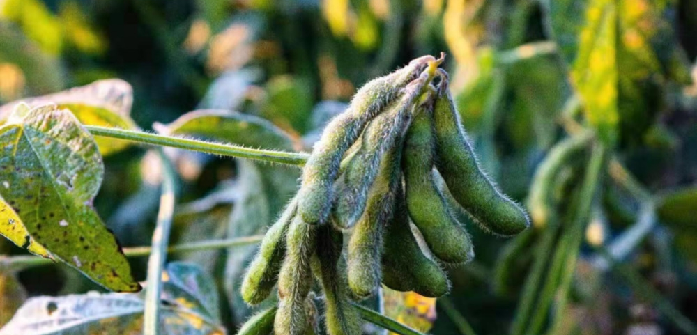 磷酸二氫鉀與“防凍”之間(jiān)的(de)關系！趕快(kuài)來(lái)看(kàn)，司普沃來(lái)告訴您