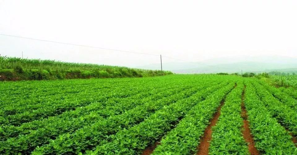 花(huā)生(shēng)患上(shàng)卷葉病應當如(rú)何防治?與司普沃一(yī)起了(le)解下(xià)吧(ba)