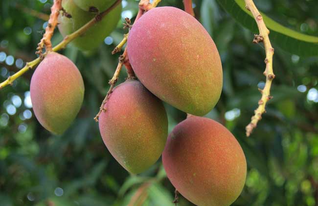 11月(yuè)份，芒果的(de)管理(lǐ)重點是(shì)哪些(xiē)？司普沃帶您了(le)解